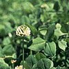 Ladino Clover